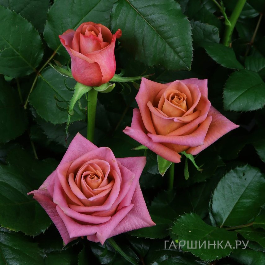 Роза Бариста