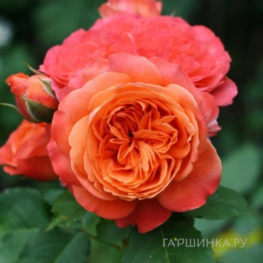 Роза Эмильен Гийо, Питомник роз