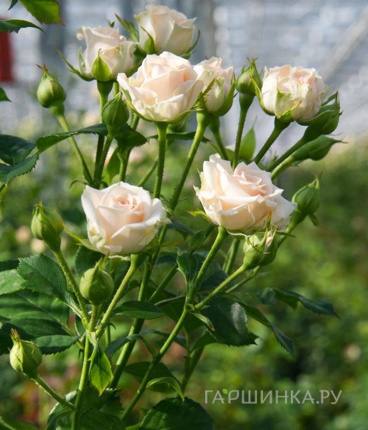 Роза Яна, Питомник роз