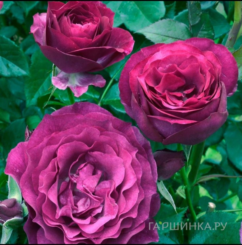 Роза Аманда Блю чайно-гибридная