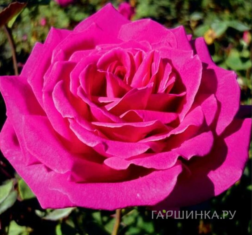 Роза Бабкина чайно-гибридная, Питомник роз