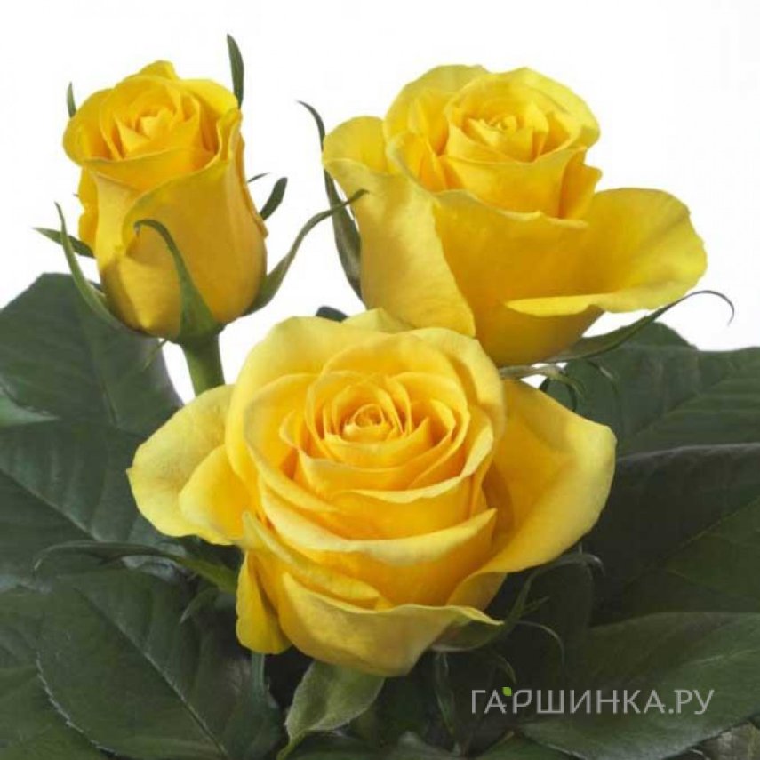 Роза Брайтон чайно-гибридная