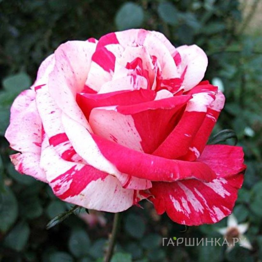 Роза Хаим Сатин чайно-гибридная, Питомник роз