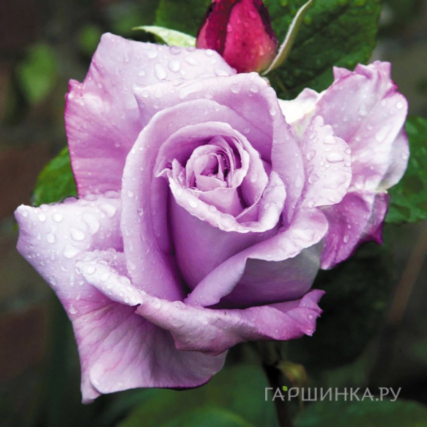 Роза Си Си, Питомник роз
