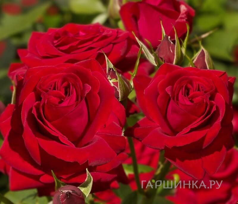 Роза Софи Лорен, Питомник роз