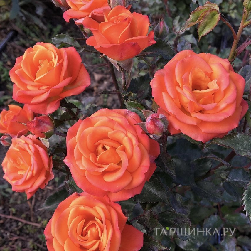 Роза Оранж Бэби миниатюрная, Питомник роз