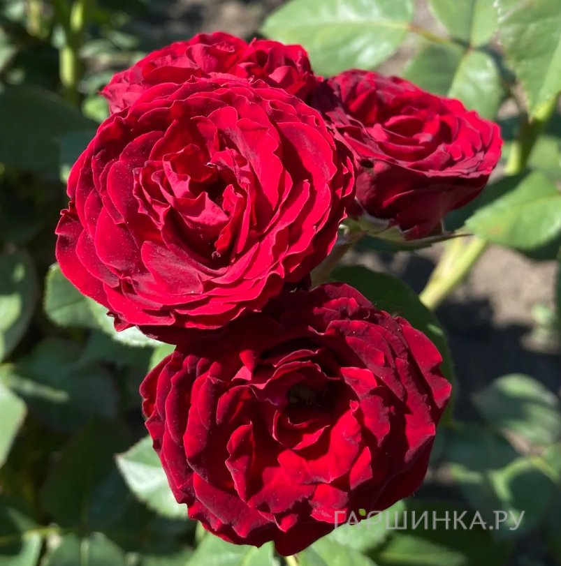 Роза Ред Сенсейшн спрей, Питомник роз
