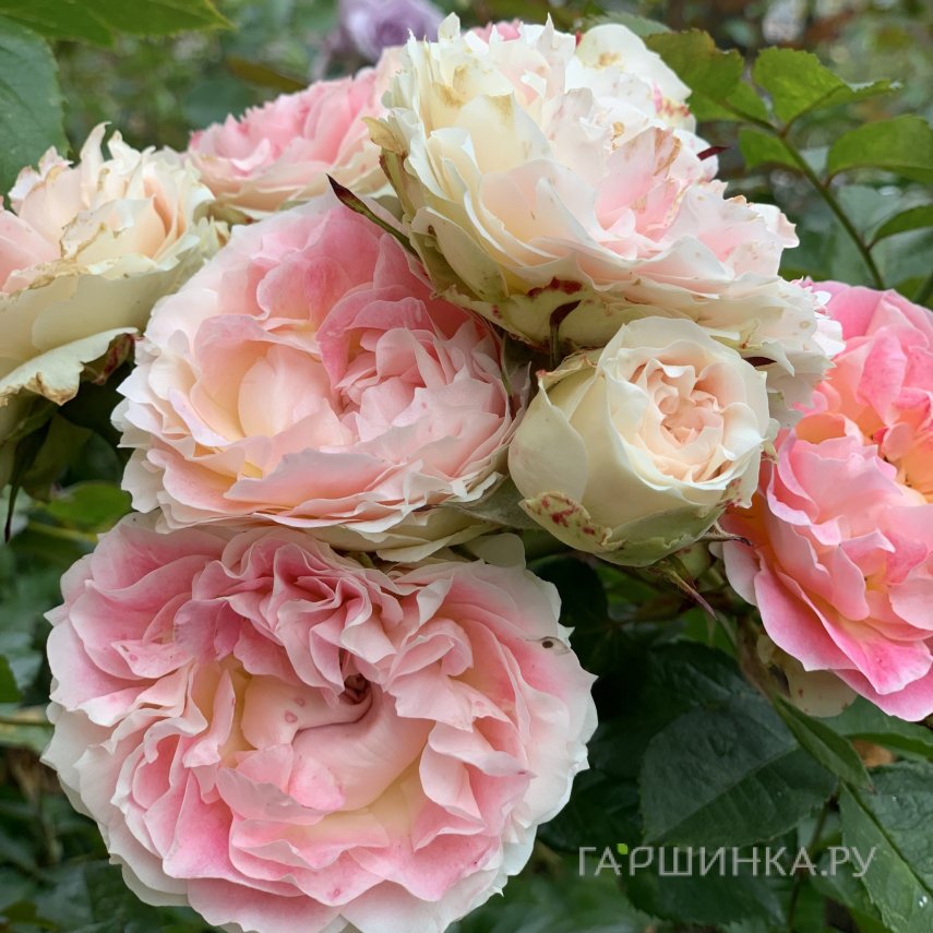 Роза Цезарь плетистая, Питомник роз