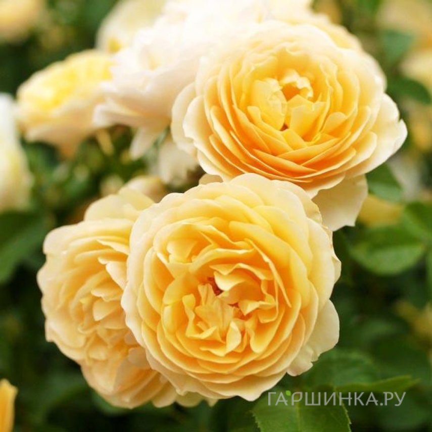 Роза Грехам Томас