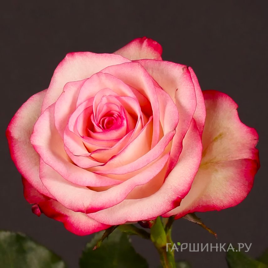 Роза Палома