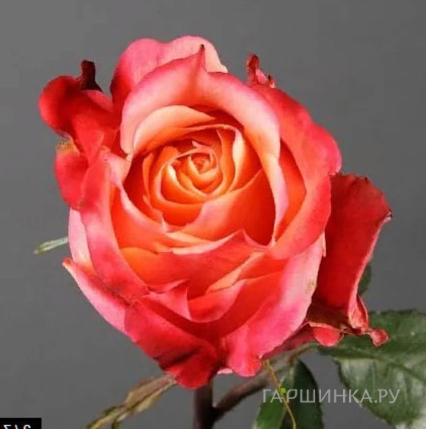 Роза 3 D