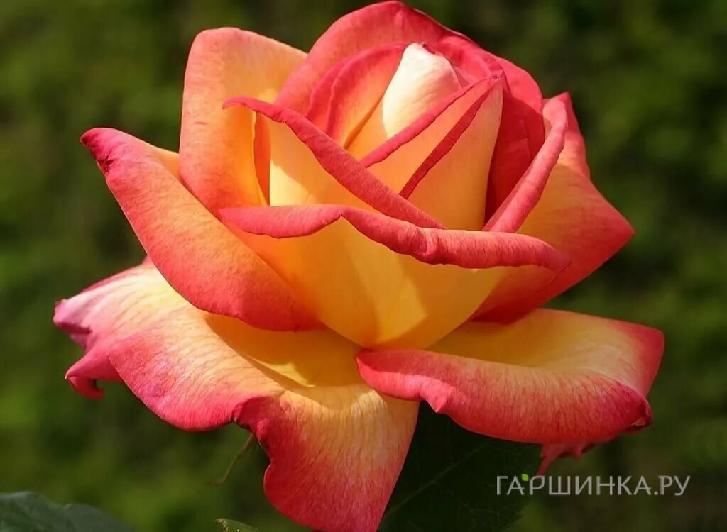 Роза Утопия