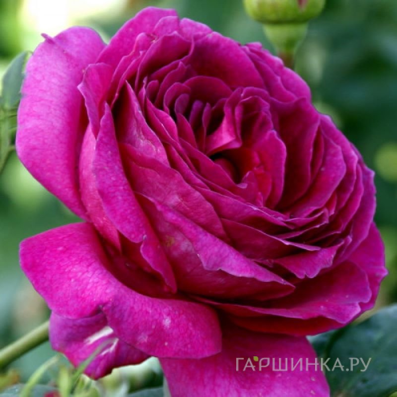 Роза Юрианда
