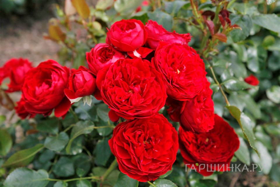 Роза Красная шапочка