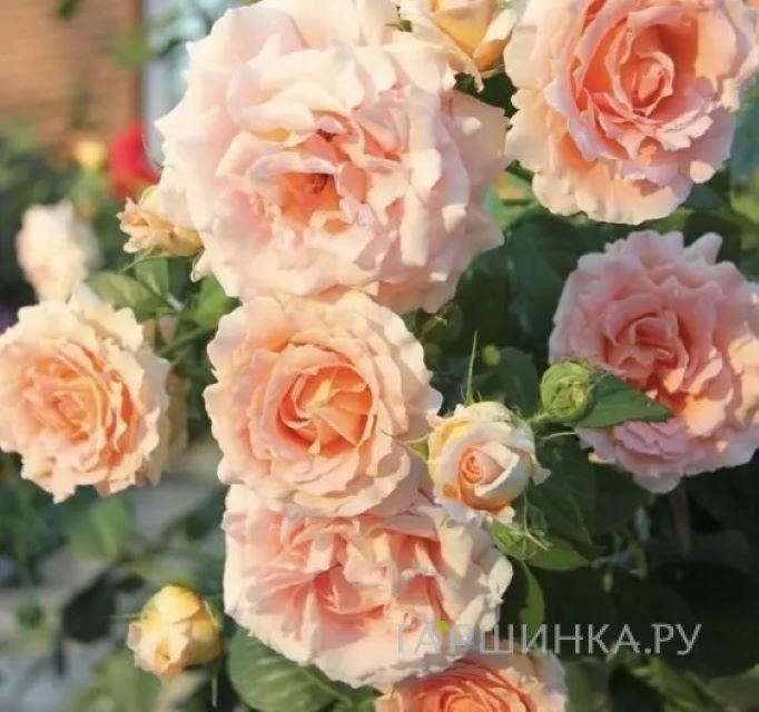 Роза Полька 91