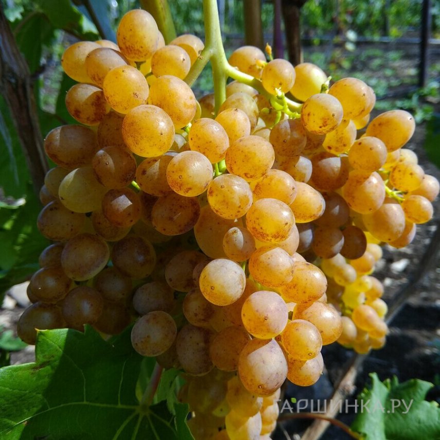 Виноград Кишмиш 342
