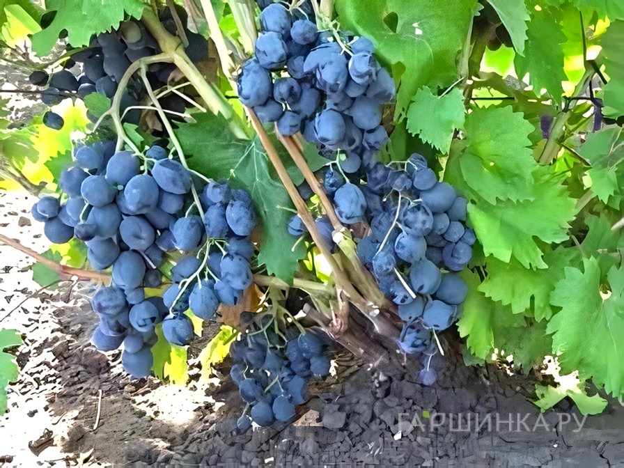 Виноград Юкка