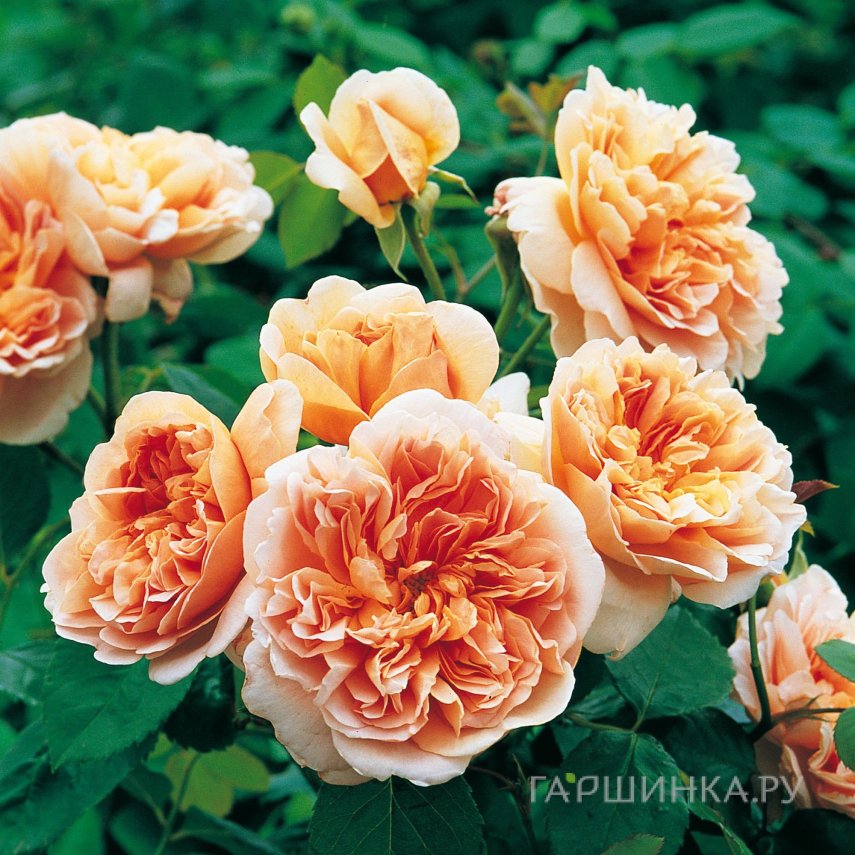Роза Ти Клипер