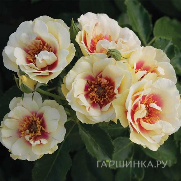 Роза Буллс Айс шрабоза