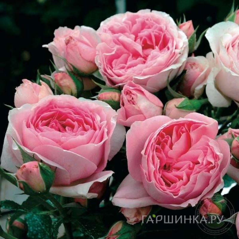 Роза Делиа шраб