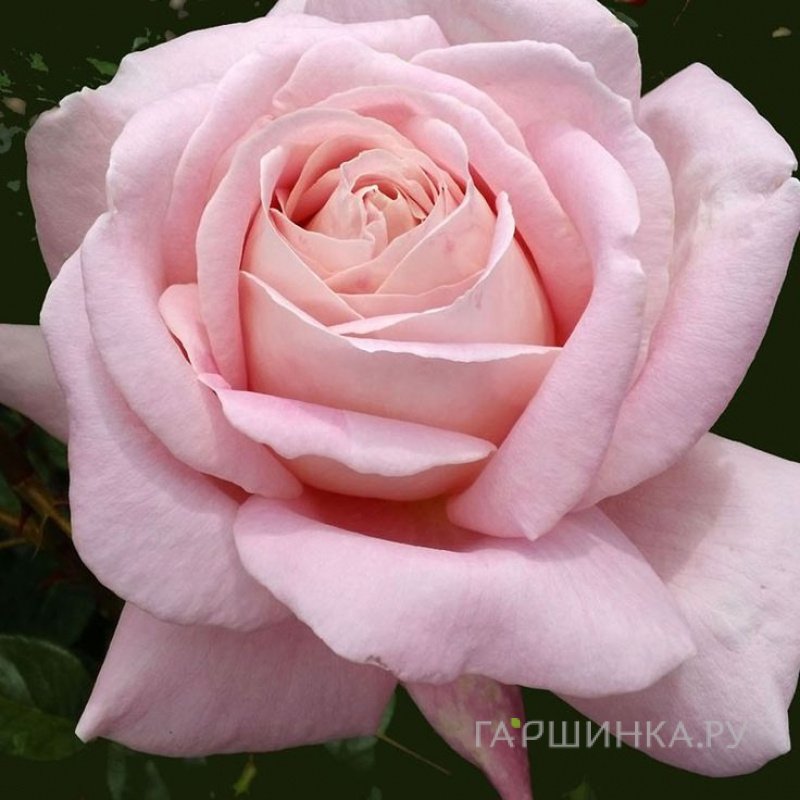Роза Эмейзинг Грейсоза
