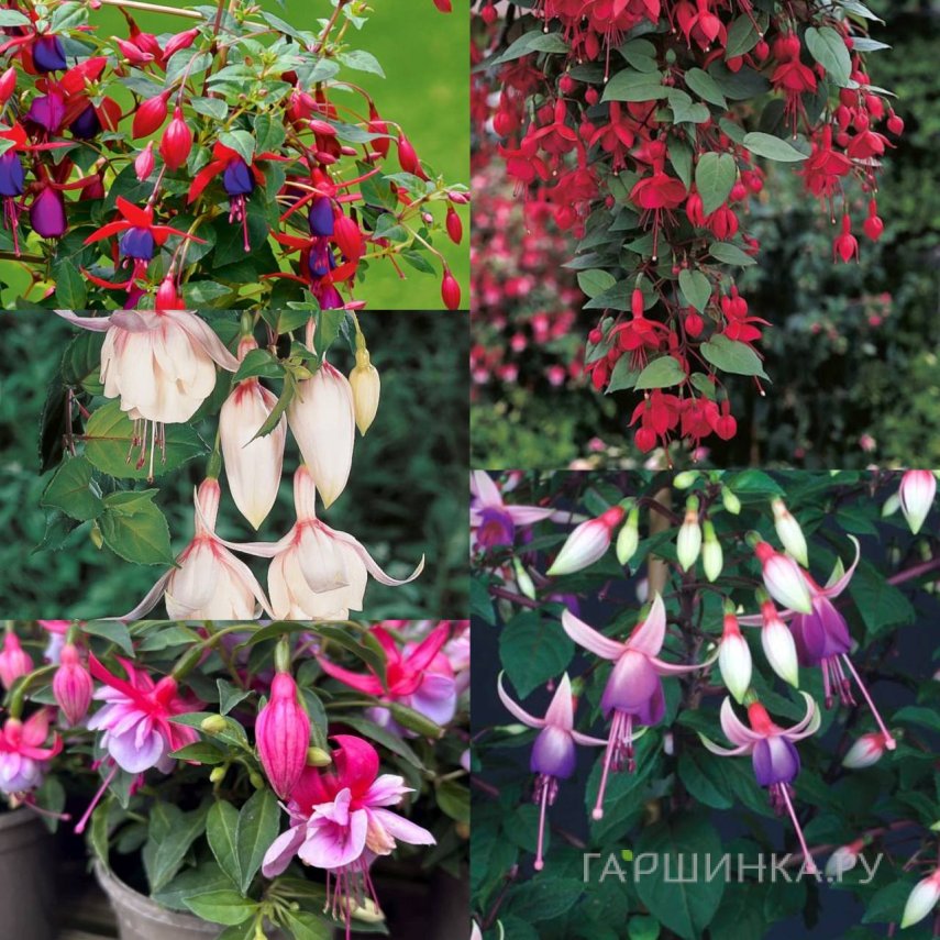 Комплект фуксий 5 шт