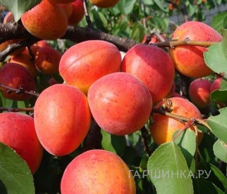 Абрикос Краснощекий