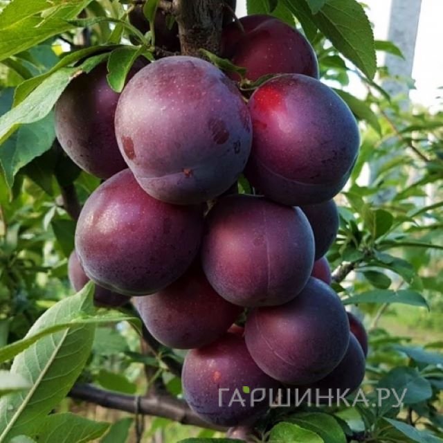 Абрикос Черный бархат