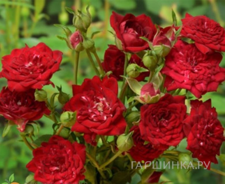 Роза Ред Каскад