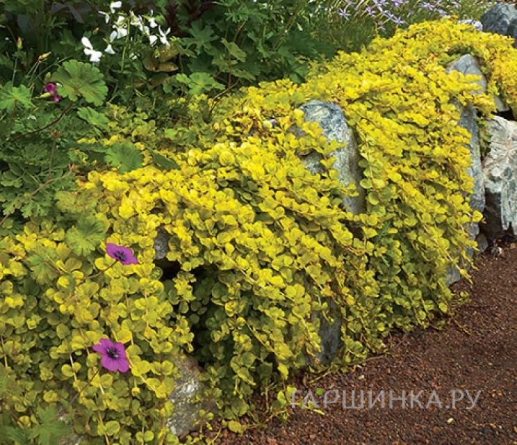 Вербейник Ауреа монетчатый