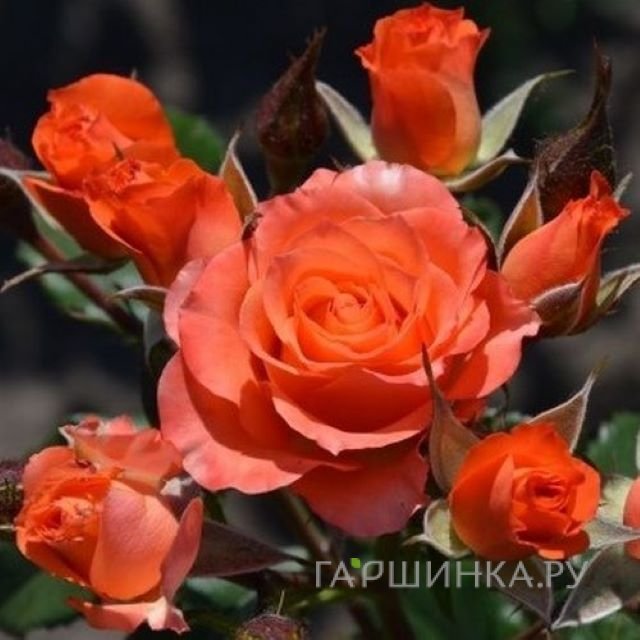 Роза Алегрия