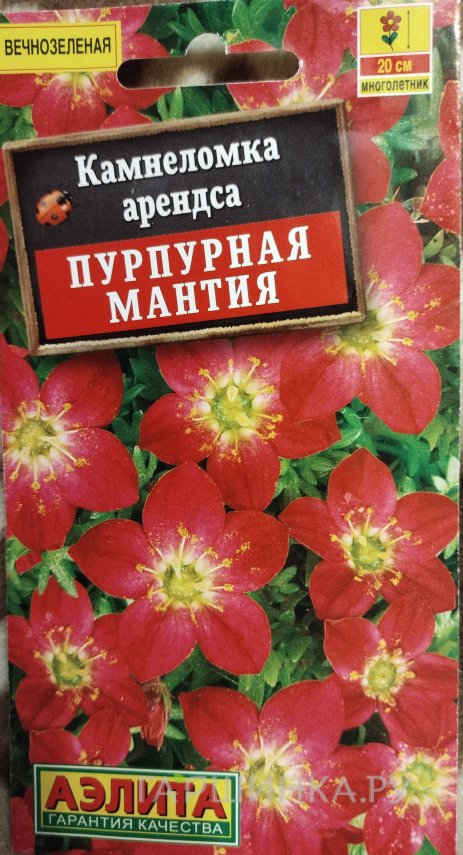 Семена Камнеломка Пурпурная мантия, 0,02 г, ц/п