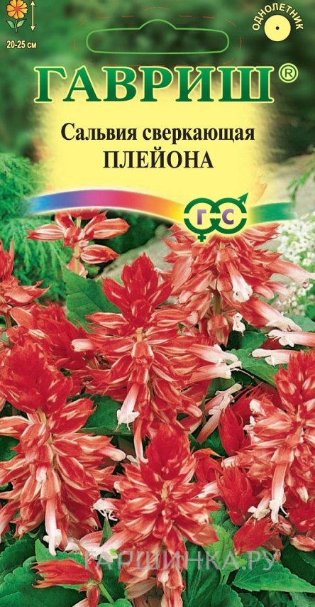 Семена Сальвия Плейона, карликовая, 5 штук. Н11 ц/п