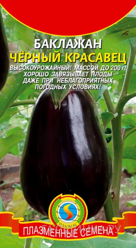 Семена Баклажан Черный красавец 0,3, Плазменные семена