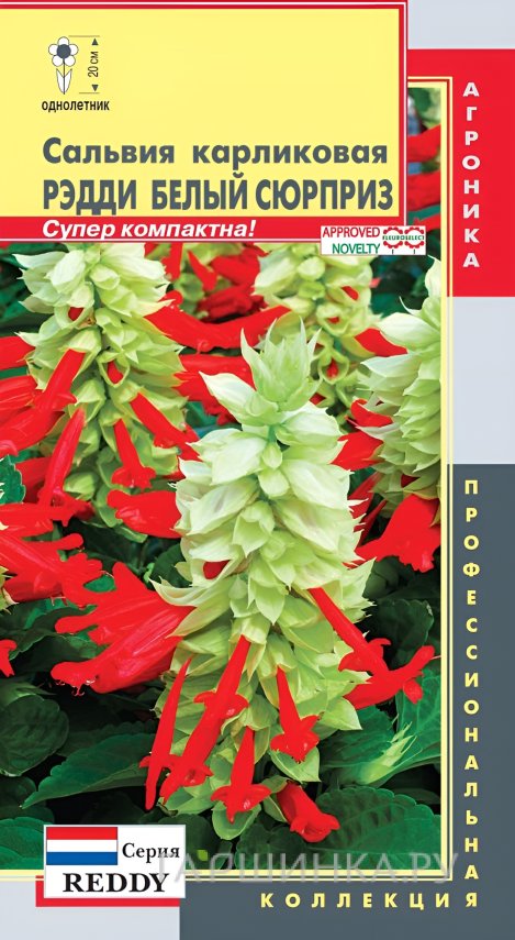 Семена Сальвия карликовая (серия Reddy) Рэдди Белый сюприз 10 шт, Плазменные семена