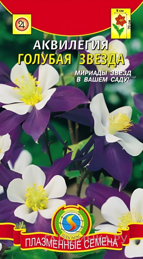 Семена Аквилегия Голубая звезда, 0,05 гр, Плазменные семена