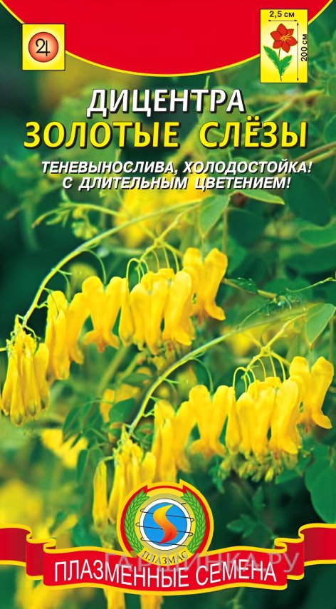 Семена Дицентра Золотые слёзы 3шт, Плазменные семена