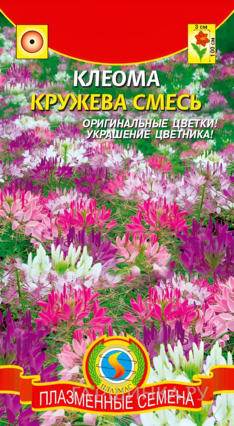 Семена Клеома Кружева 0,2г, Плазменные семена