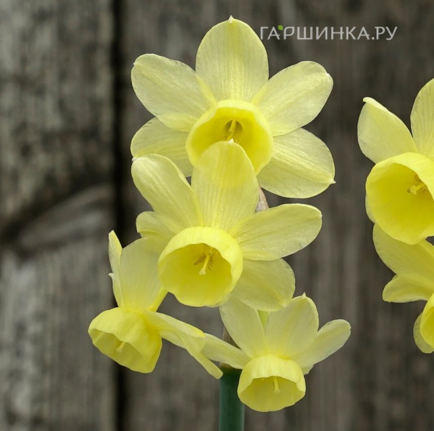 Нарцисс Ангелс Виспер 10 шт