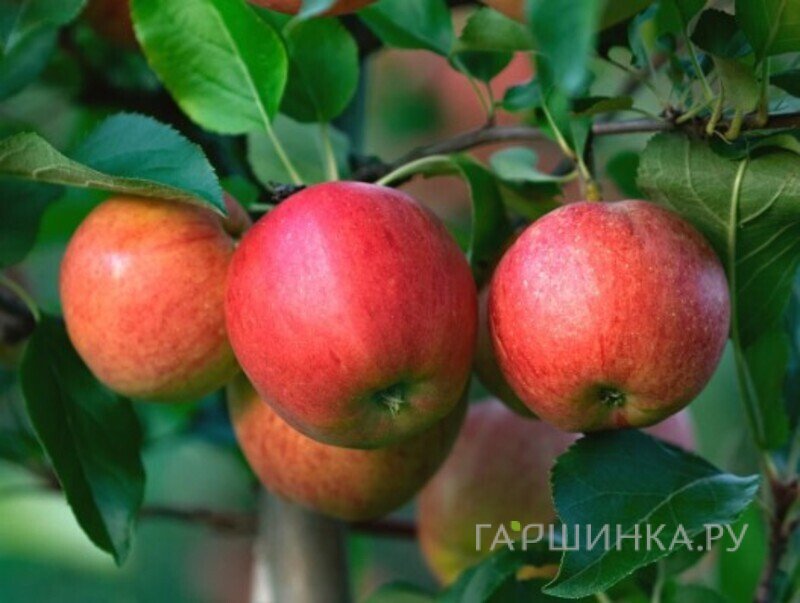 Яблоня Гала