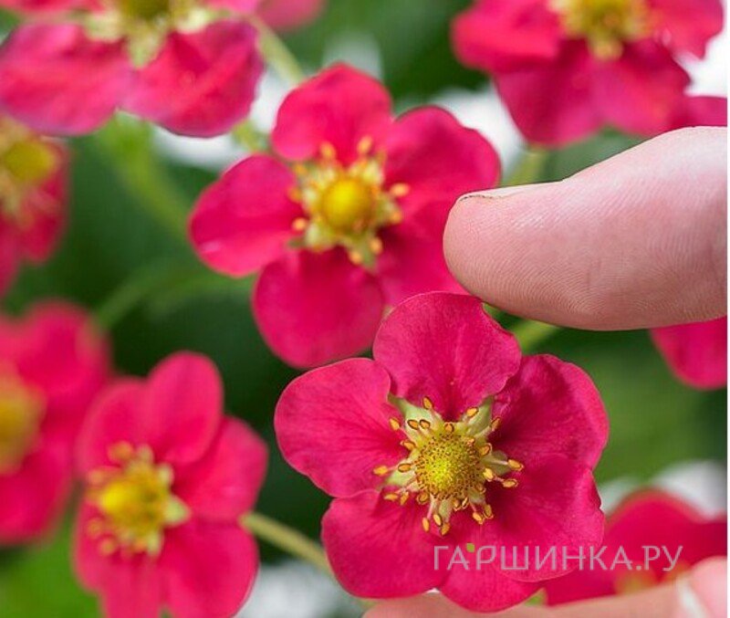 Клубника Тоскана ремонтантная