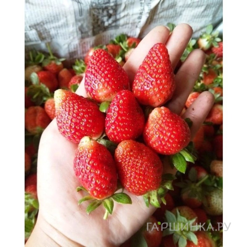 Клубника Клери