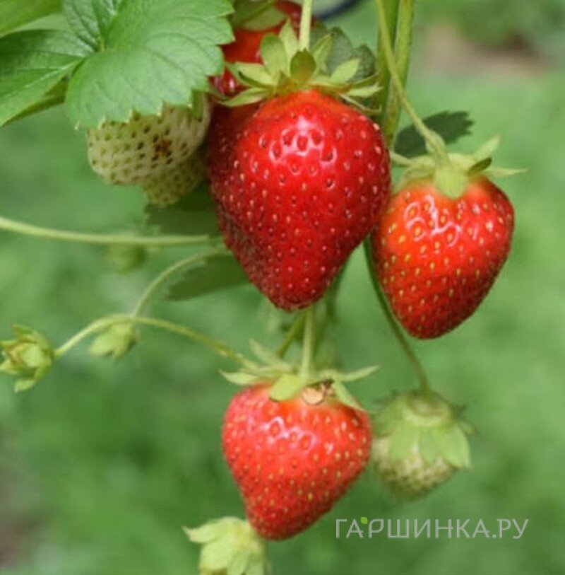 Клубника Сельва ремонтантная