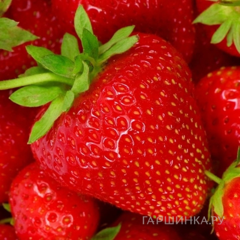 Клубника Джоли