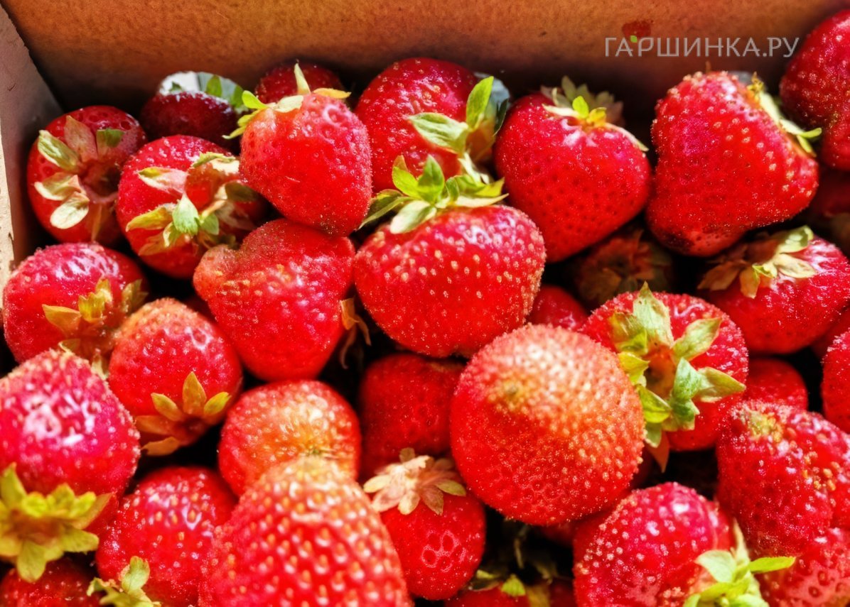 Клубника Ольвия