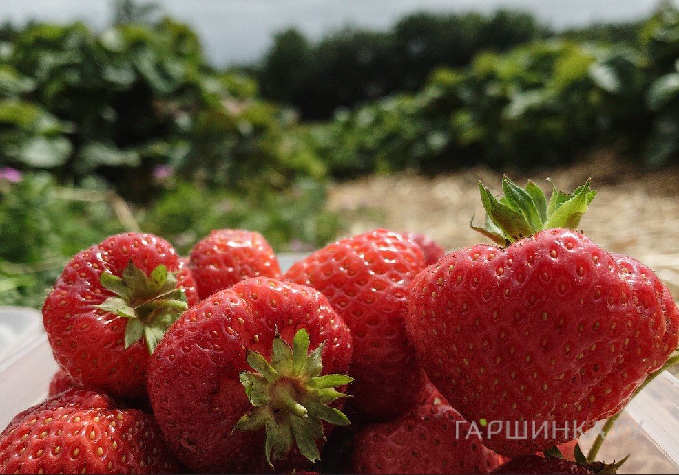 Клубника Любава ремонтантная