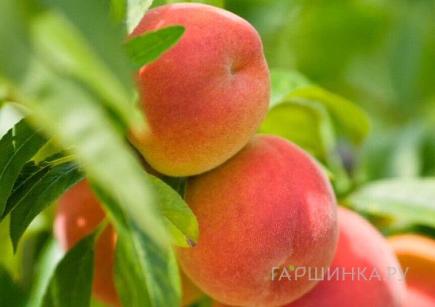 Персик Медовый колоновидный