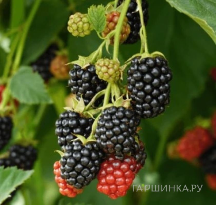 Ежевика Гай