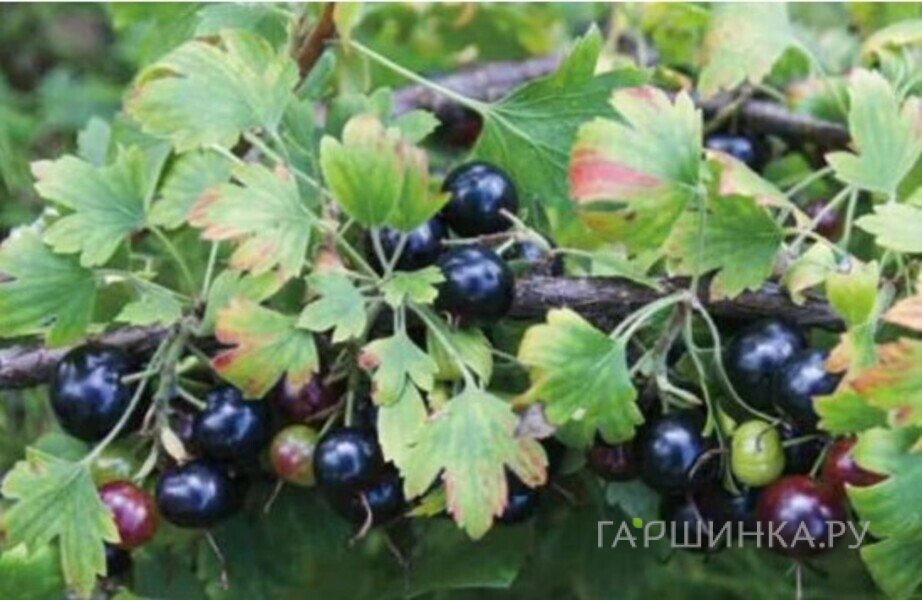 Смородина Сенсей черная