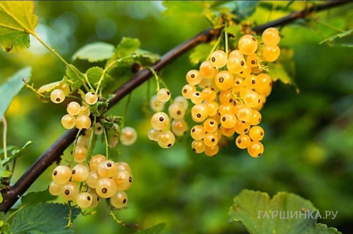 Смородина Большая белая крупная урожайная